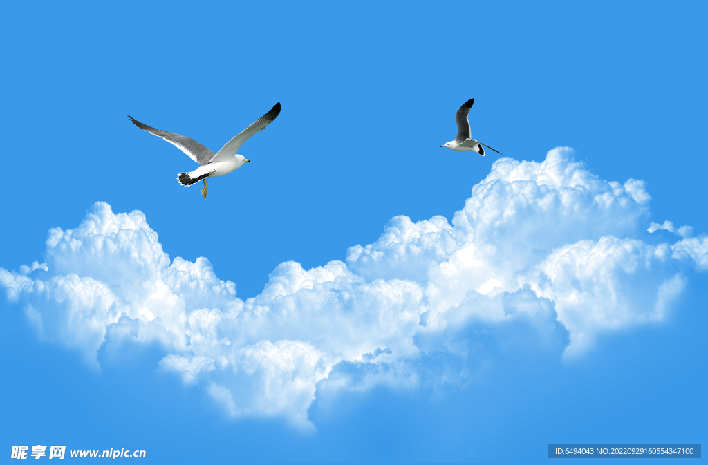海鸥蓝天白云背景天空