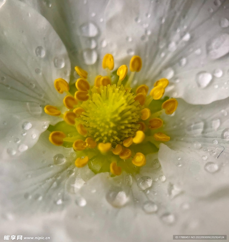 花蕊