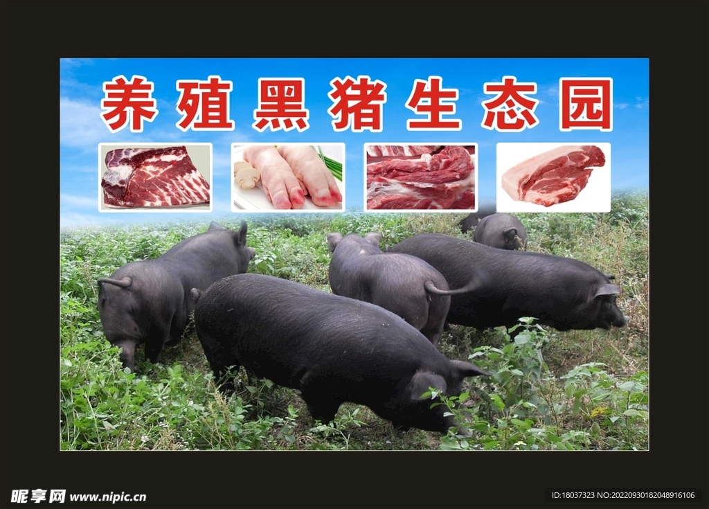 养殖黑猪 宣传海报