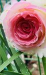 鲜花