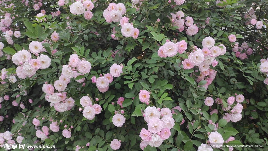 花团粉紫锦簇蔷薇刺玫瑰