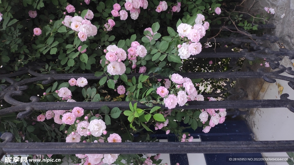 粉紫花卉刺玫瑰栏杆