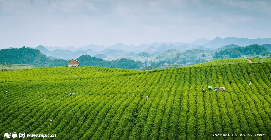 茶园