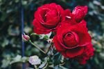 玫瑰花