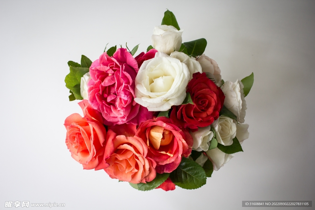 玫瑰花