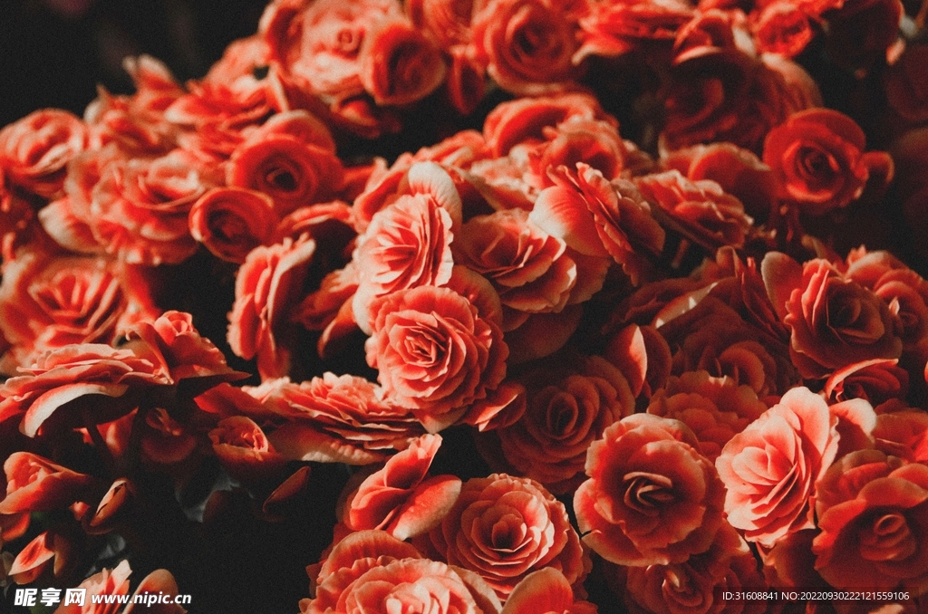 玫瑰花 