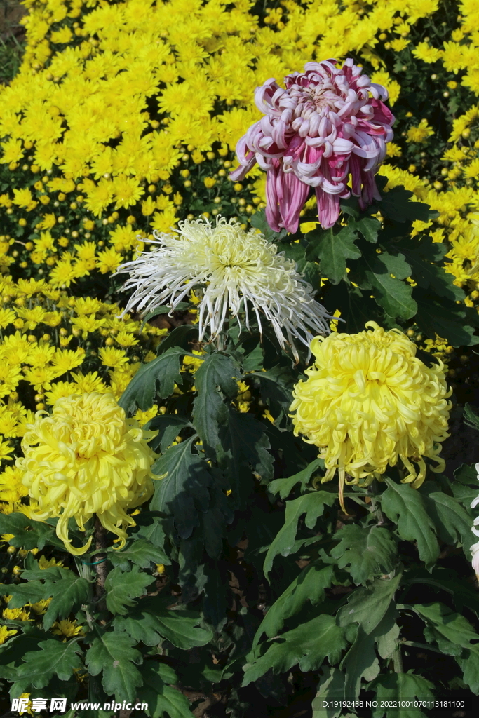 菊花 