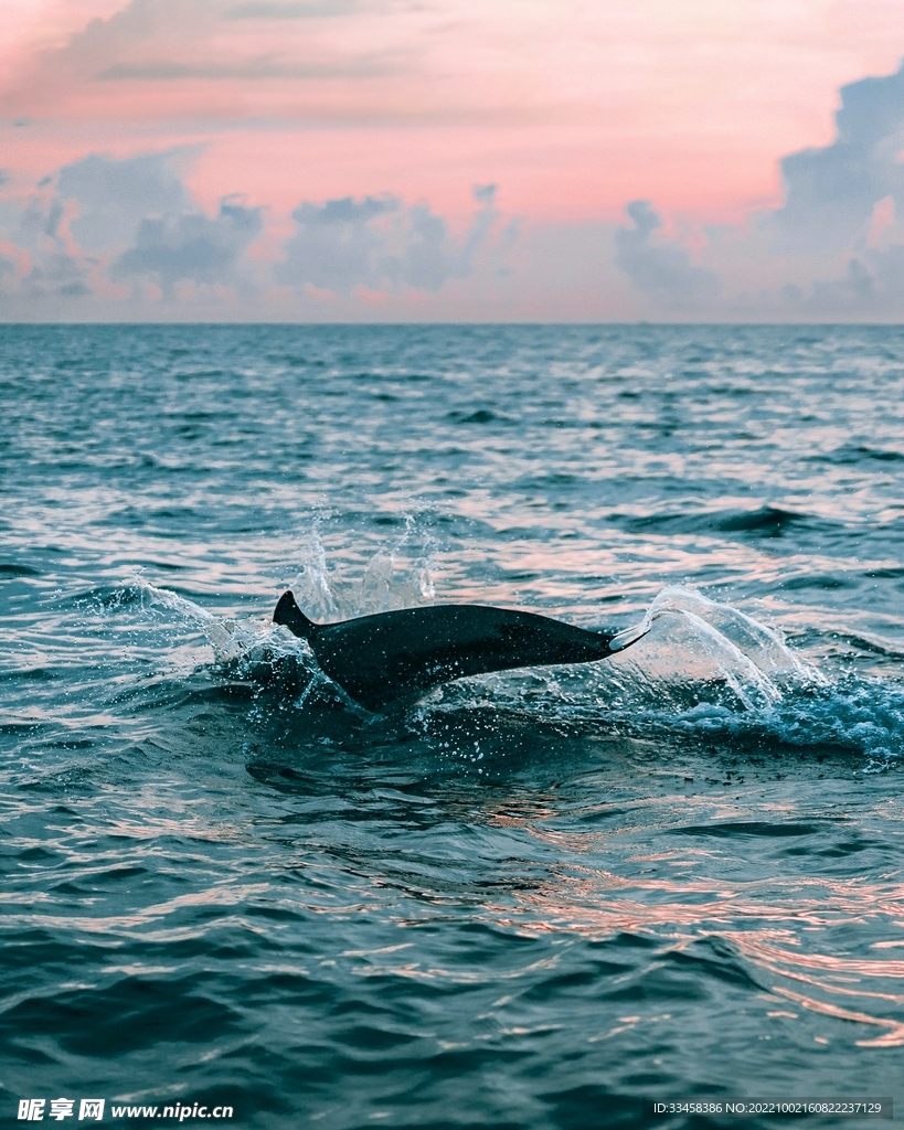 海豚 