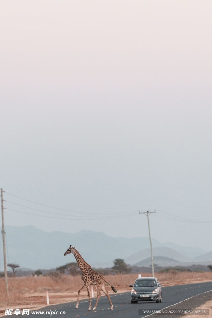 长颈鹿