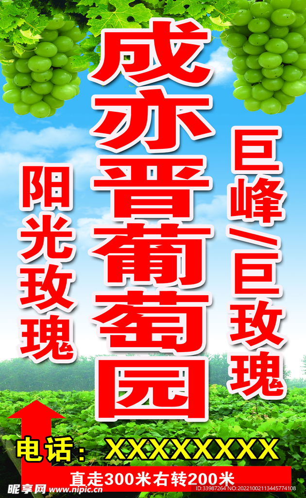 葡萄采摘园