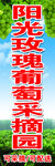 葡萄采摘园
