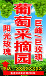 葡萄采摘园