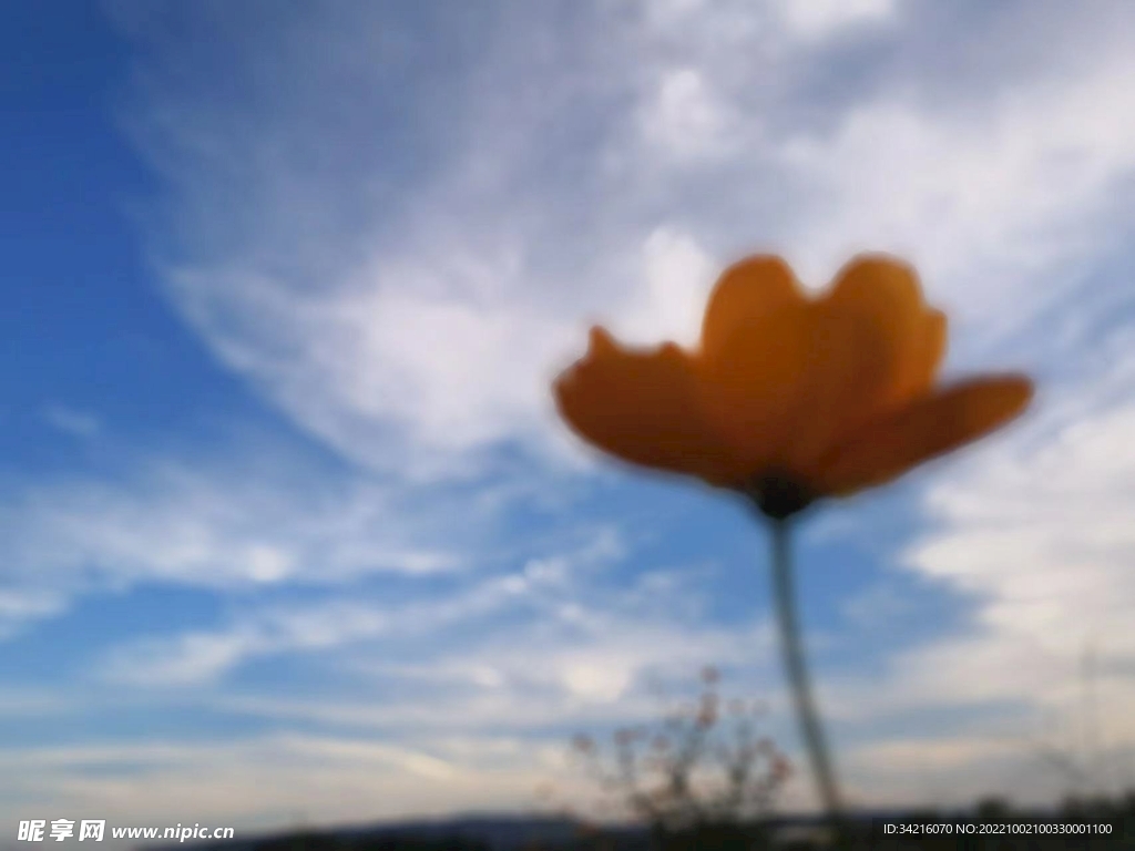 格桑花