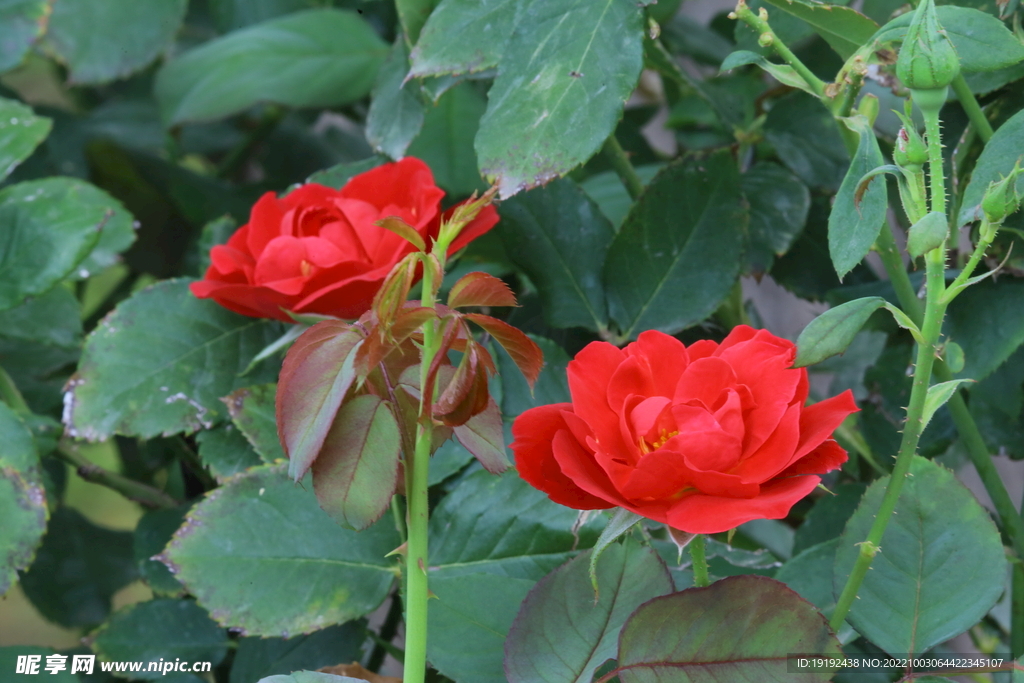 月季花  