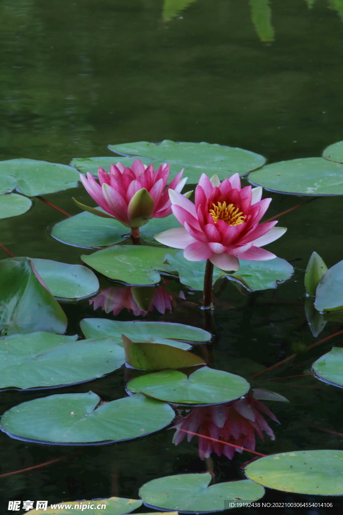 睡莲花 