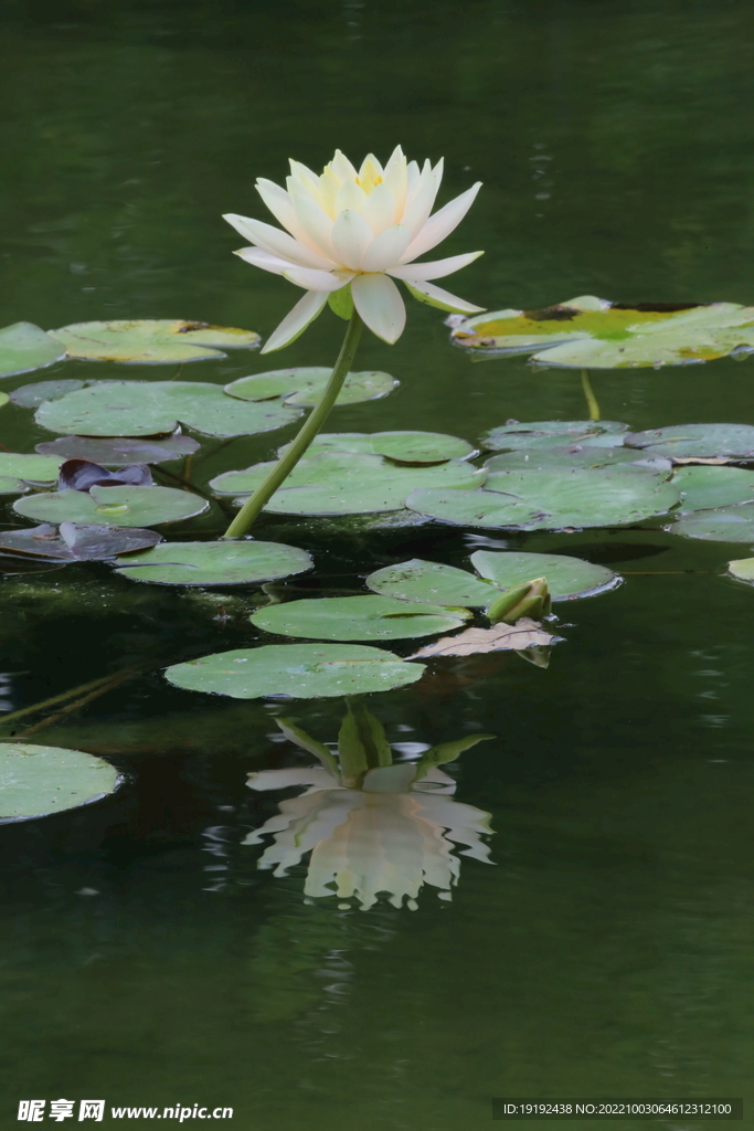 睡莲花 