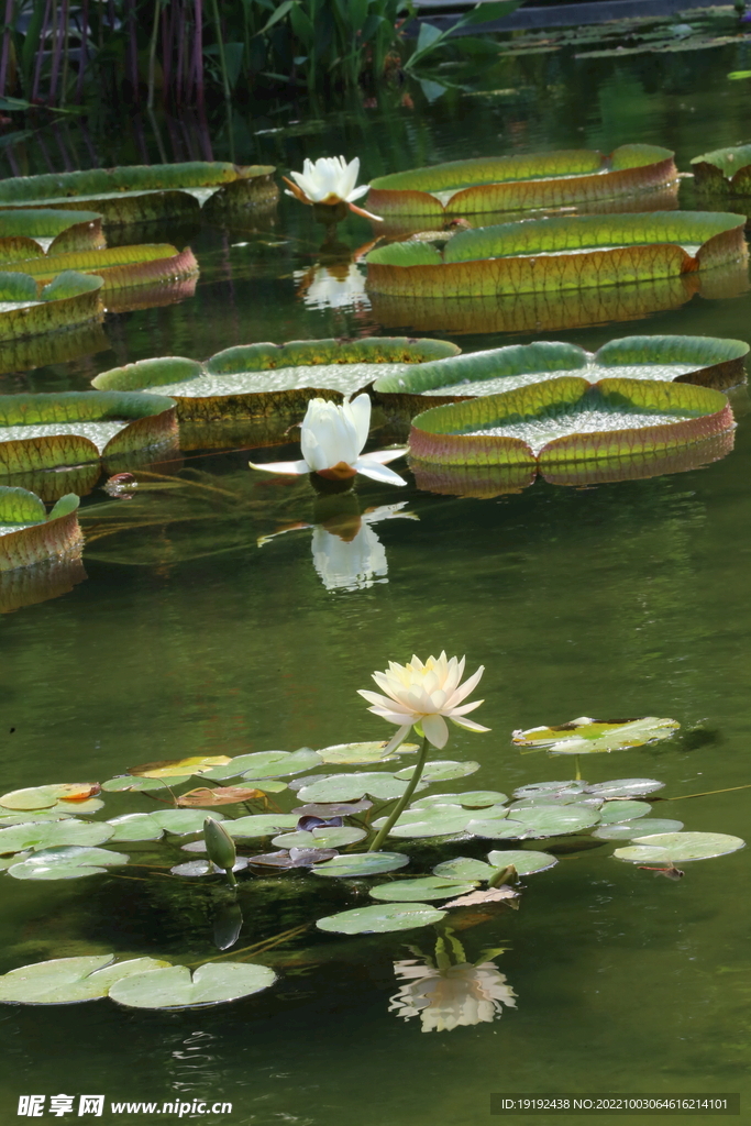 睡莲花  