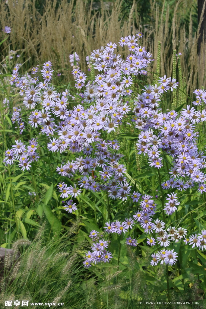 紫菀