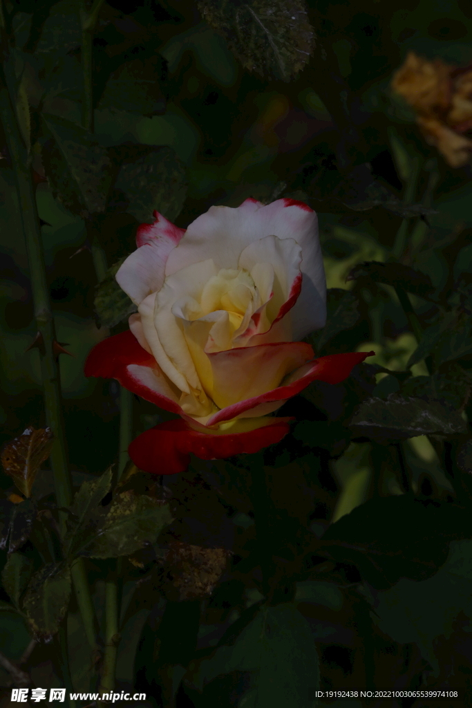 月季花 