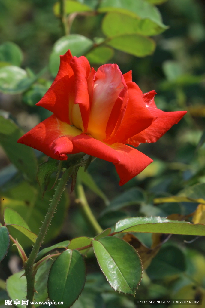 月季花  