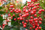 红果