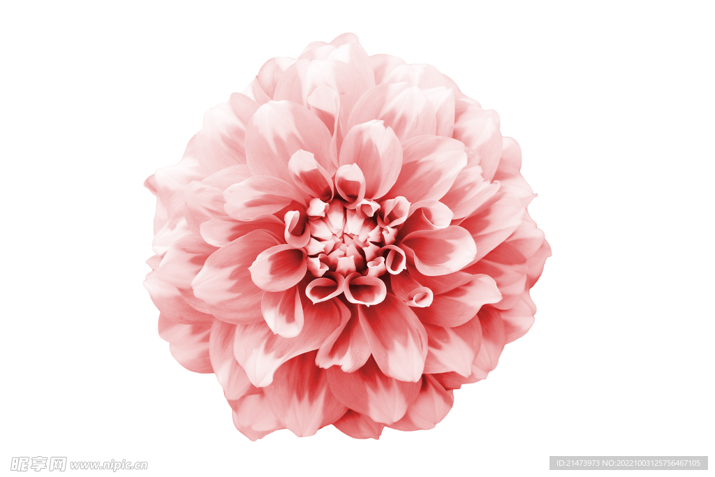 粉花
