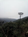 山顶一棵树