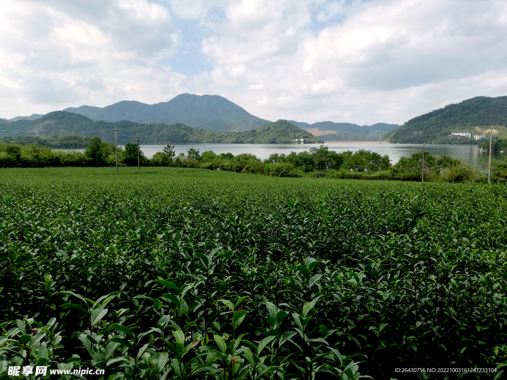 水库旁边的茶树茶叶