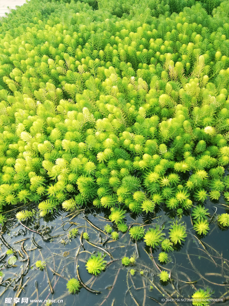 狐尾藻水藻
