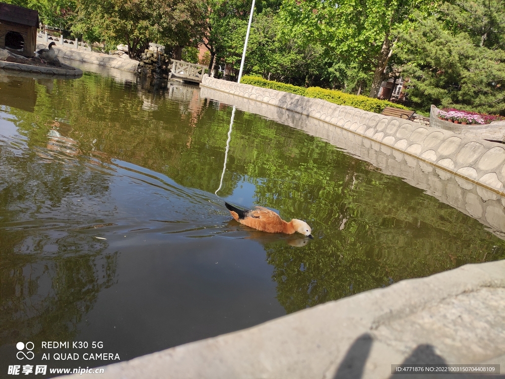 鸳鸯浮水