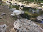大白鹅