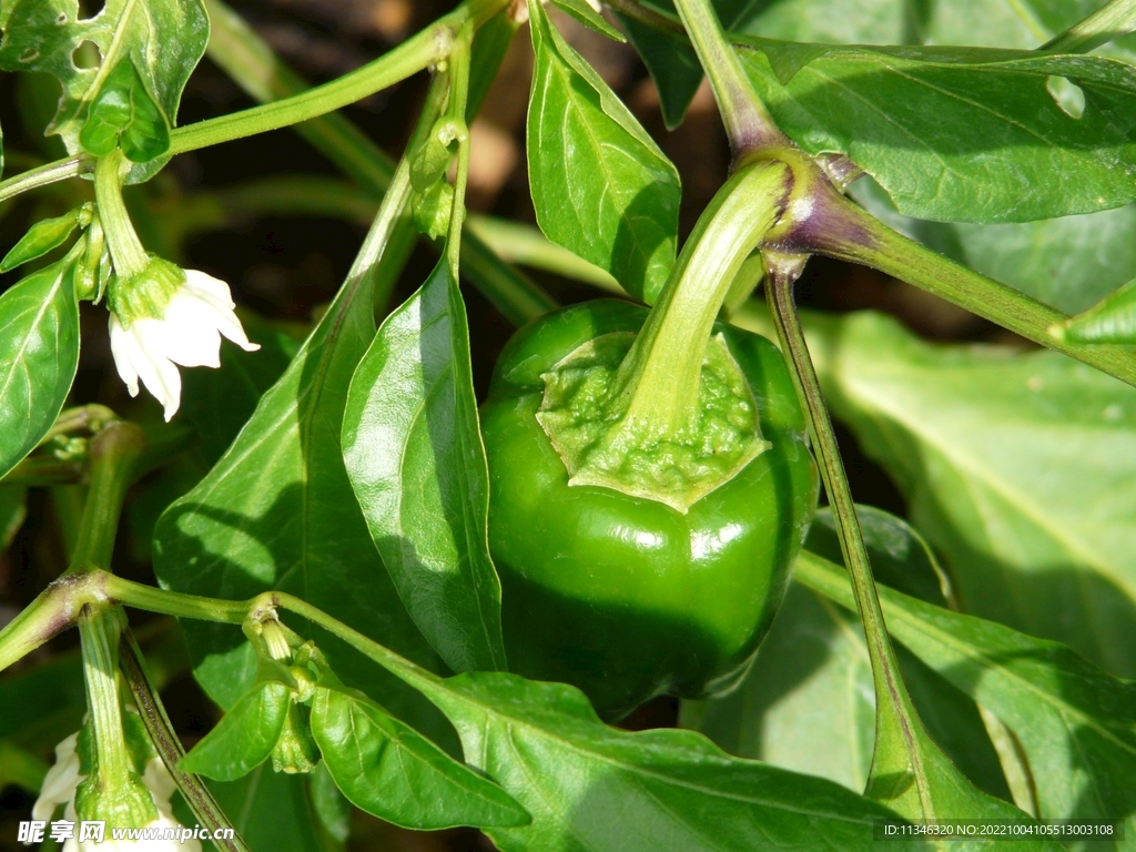 菜椒