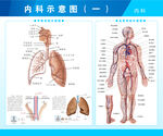 内科示意图