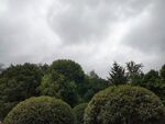 树影天空