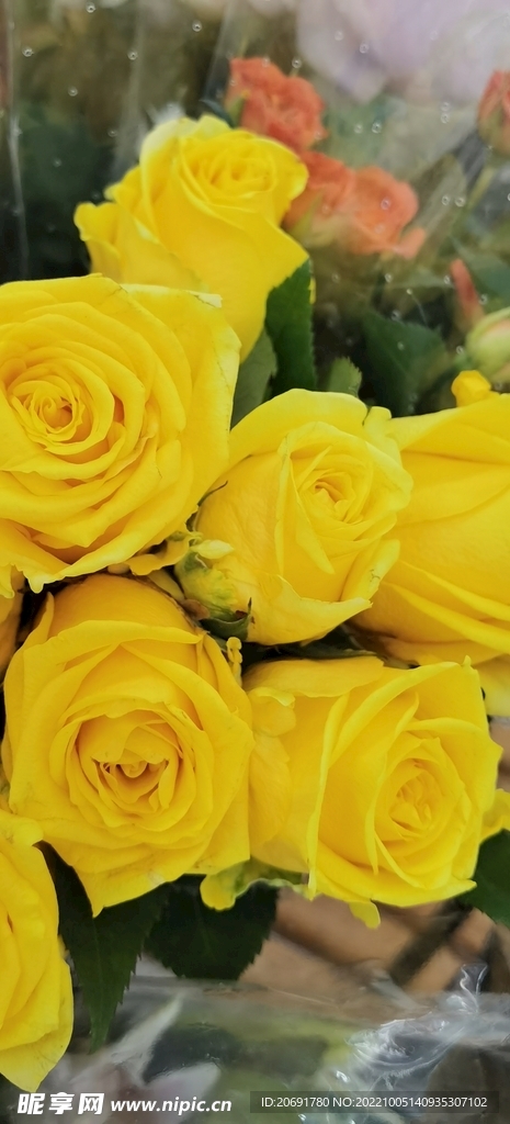 黄色  玫瑰花