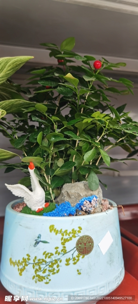 盆栽