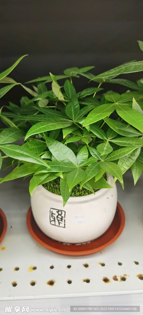 盆栽