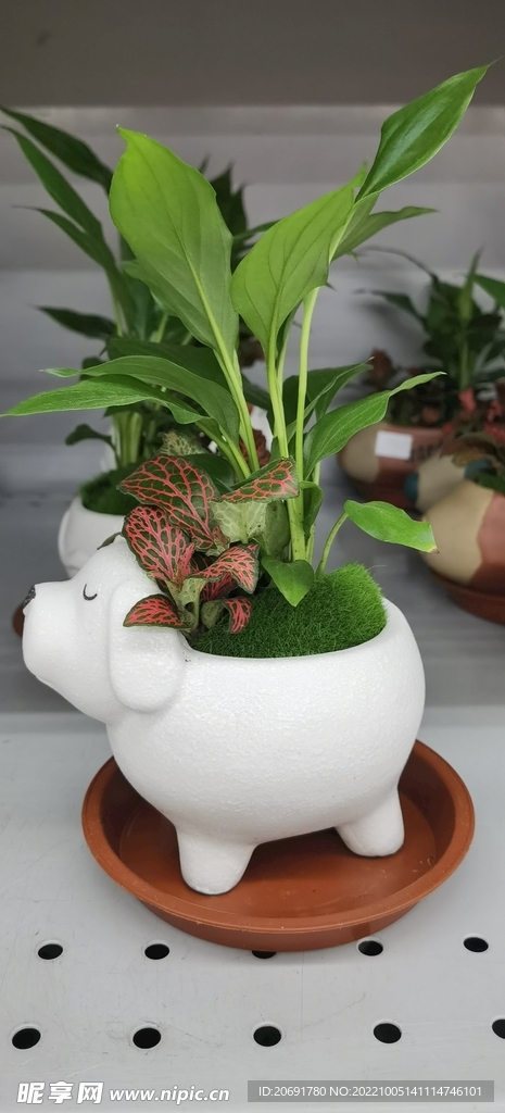 绿色植物