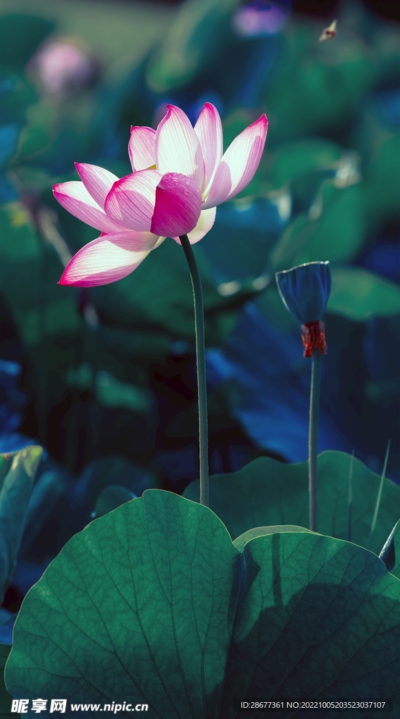 池中荷花高清