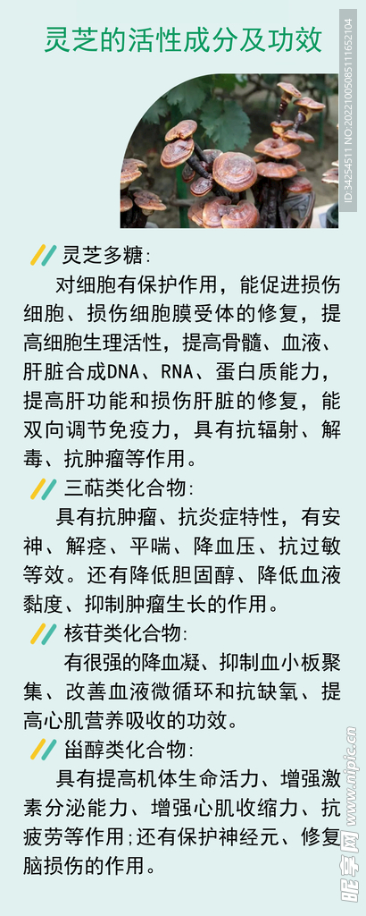 灵芝的功效
