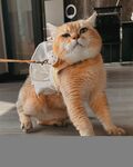 金渐层猫咪
