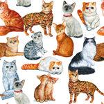 手绘猫