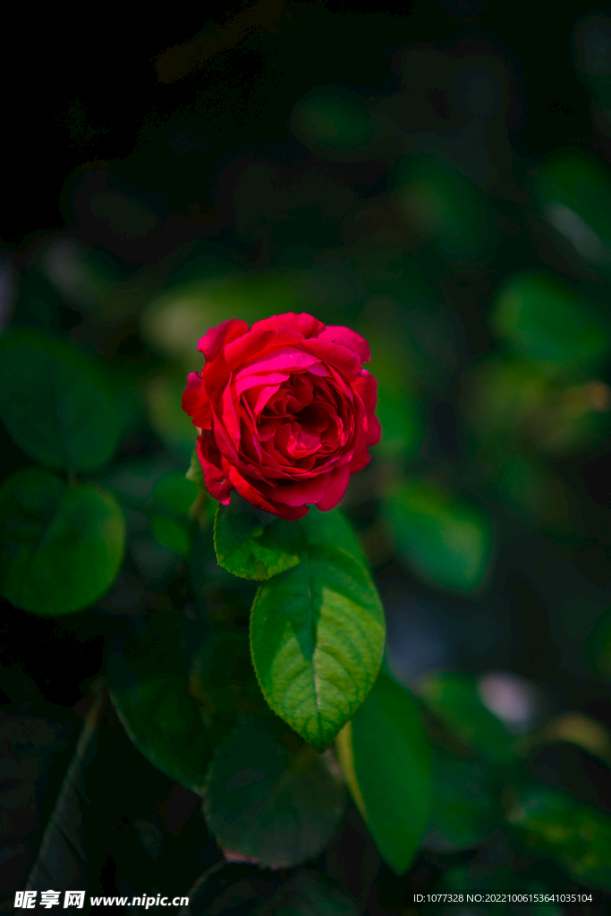 月季花