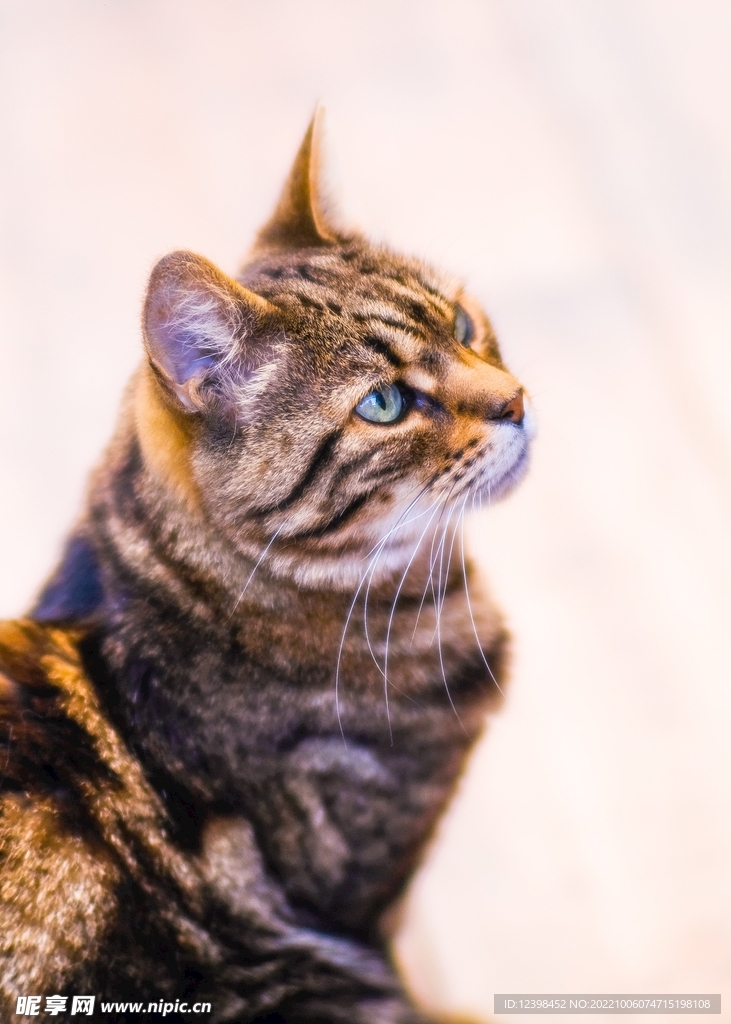 小花猫