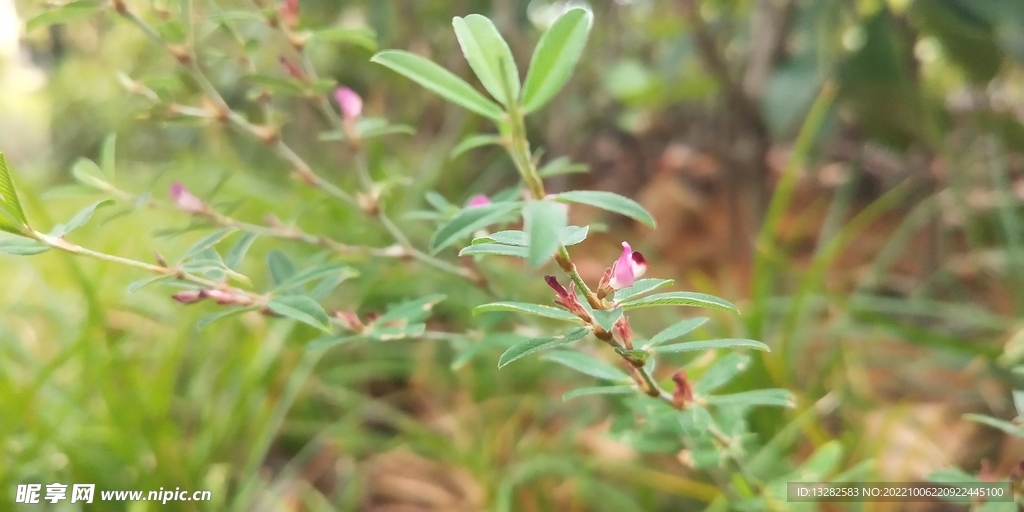 鸡眼草花