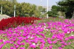 红色马齿苋花