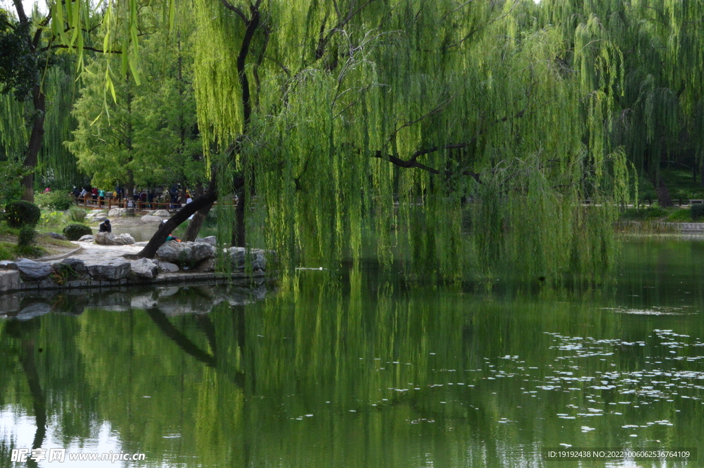 垂柳风景  