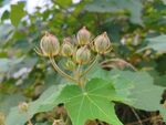 木芙蓉花蕾