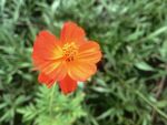 黄秋英波斯菊
