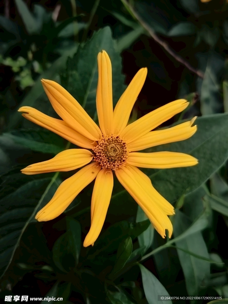 菊芋 五星草